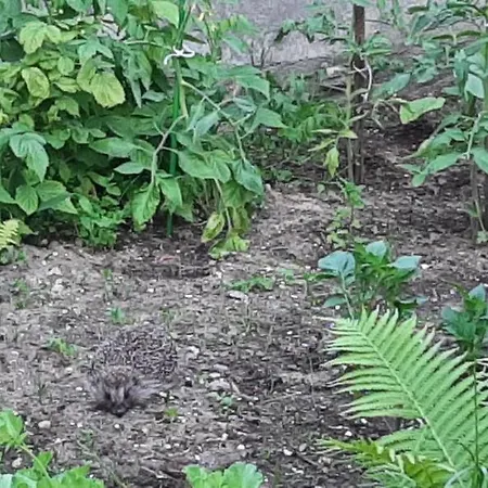 U Gosi Kolo Gdyni Appartamento *