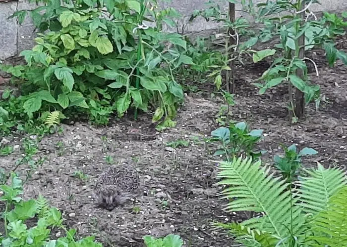 U Gosi Kolo Gdyni Lägenhet *